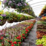 Discover the Amazing Benefits of Plant Nurseries at Webfreen.com