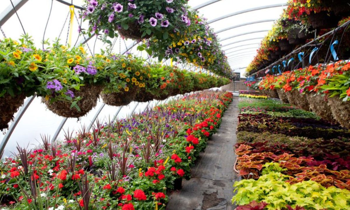 Discover the Amazing Benefits of Plant Nurseries at Webfreen.com