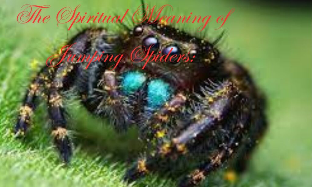 Spiritual Symbolism of Jumping Spiders