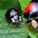 The Spiritual Meaning of Black Ladybugs: Unveiling Their Symbolism