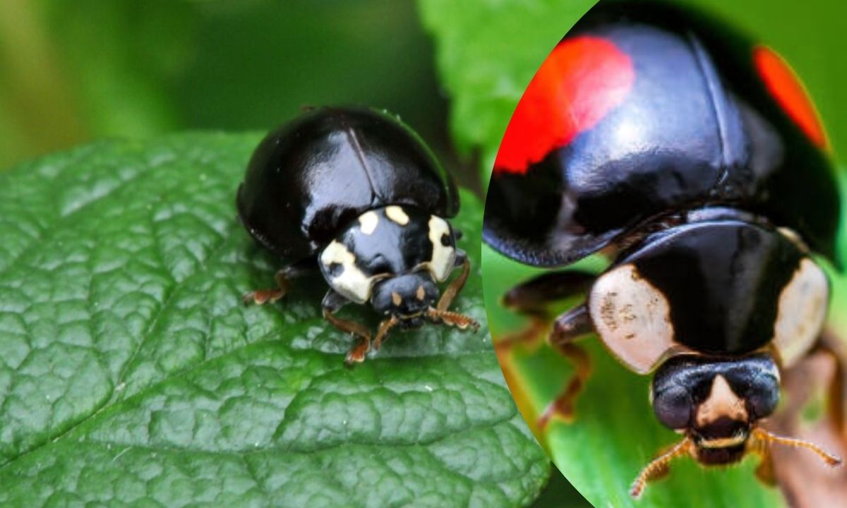 The Spiritual Meaning of Black Ladybugs: Unveiling Their Symbolism