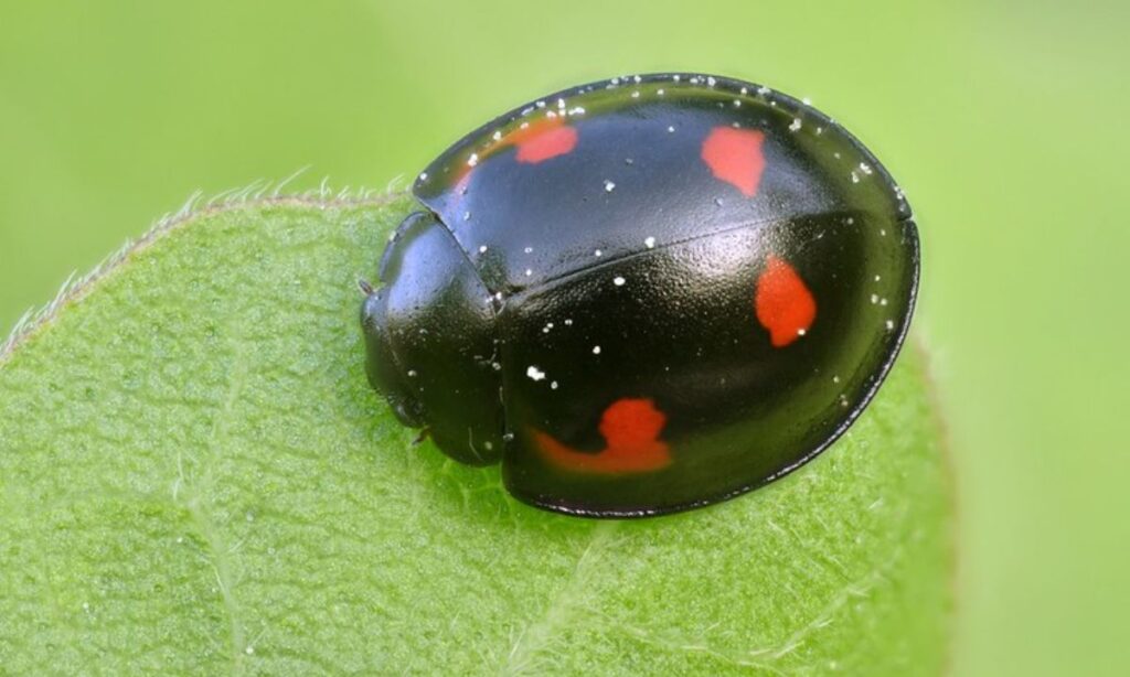 Encountering Black Ladybugs: What Does It Mean for You?