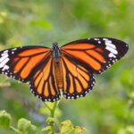 Orange and Black Butterfly: Spiritual Meaning