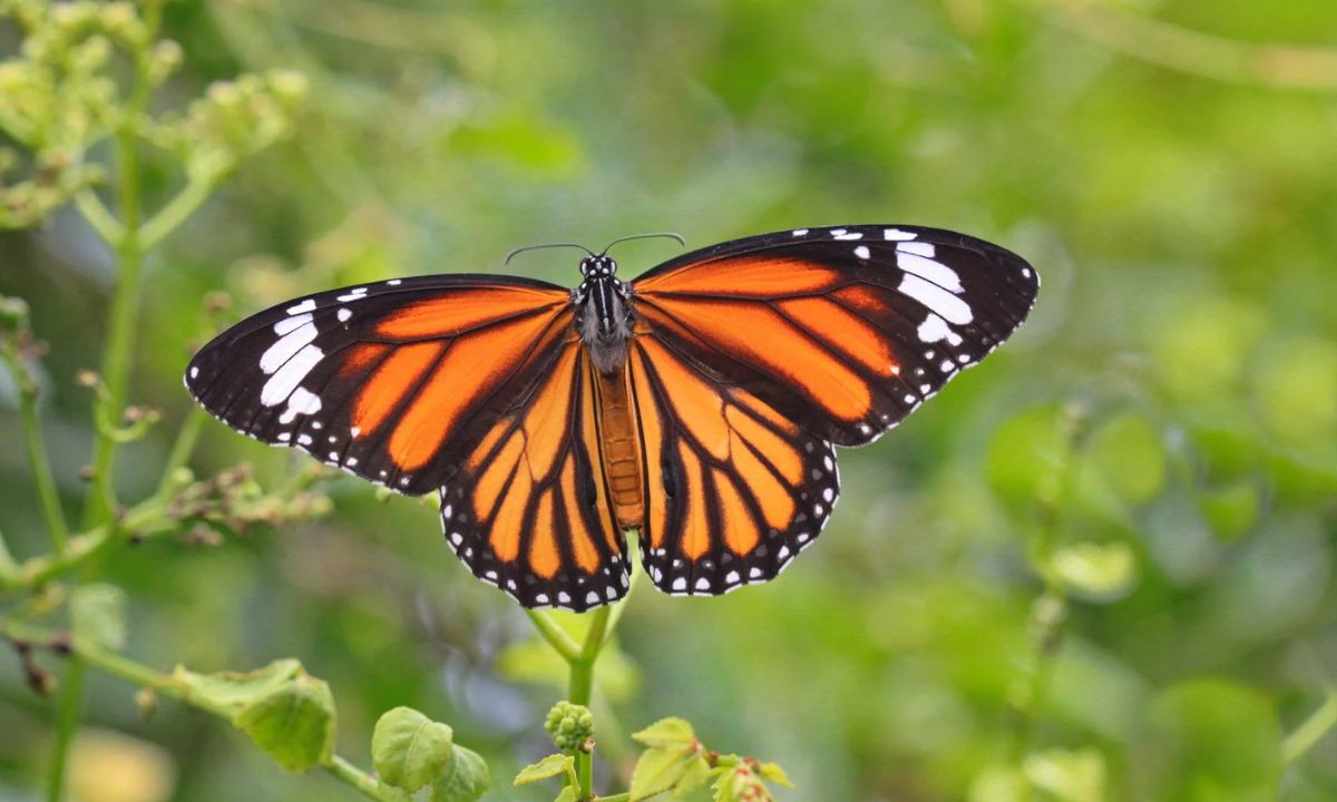 Orange and Black Butterfly: Spiritual Meaning