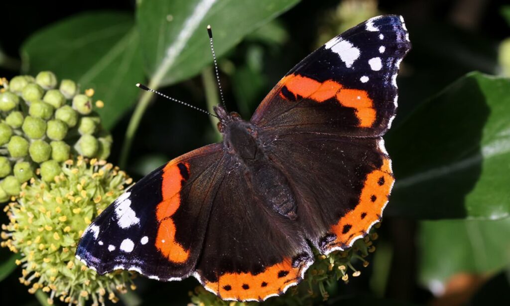 The Symbolism of Orange and Black Butterflies