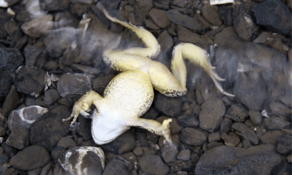 The Spiritual Significance of Encountering a Dead Frog