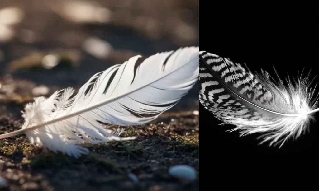 The Spiritual Significance of Black and Grey Feathers