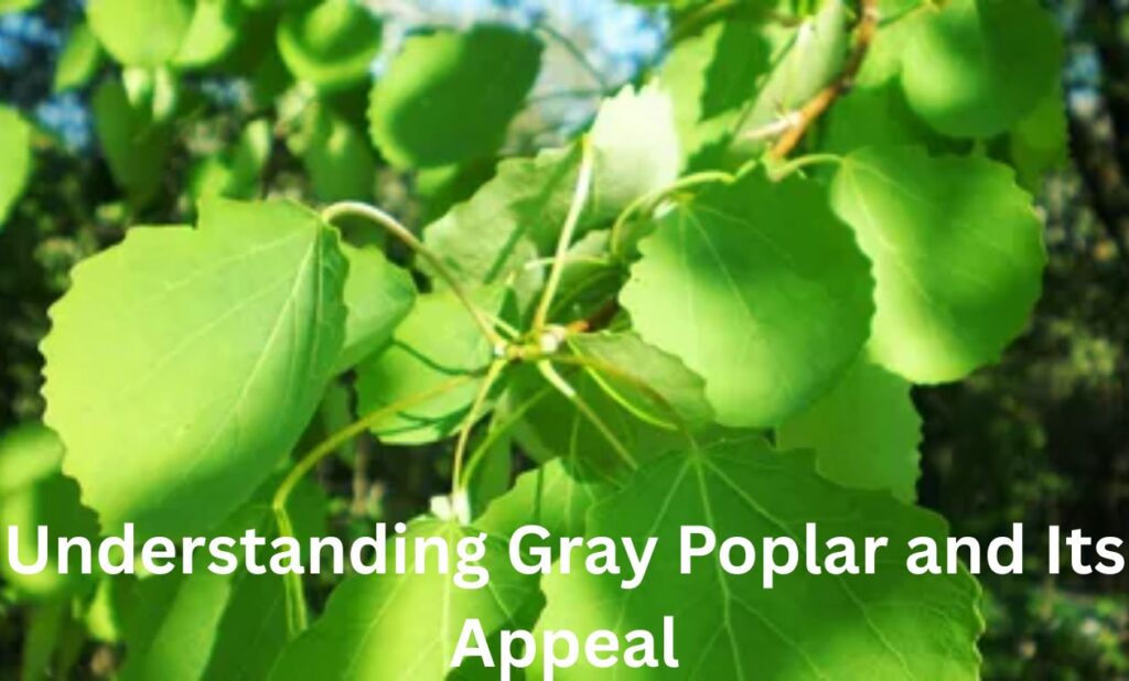 Understanding Gray Poplar and Its Appeal